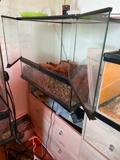 Hey there I just got a milk snake for sale he’s name is boba and he’s the sweetest snake I have he l...