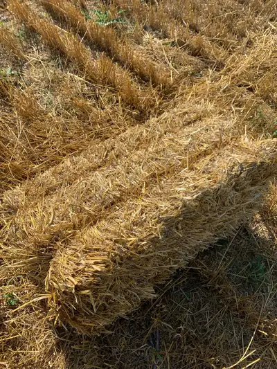 Small Square Wheat Straw Bales From a Conventional combine so nice long straw Nice tight dry bales T...