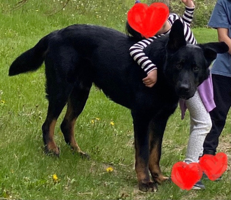 Dog rehome Chiens et chiots à adopter Longueuil/Rive Sud Kijiji