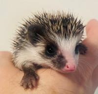 Sweetest baby Pygmy Hedgehogs! Amazing and adorable little pets!