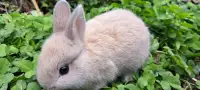 Dwarf baby bunnies 