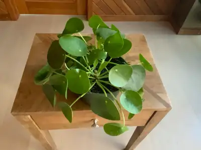 This vibrant 6-inch Pilea Peperomioides, also known as the Chinese Money Plant, is ready to bring so...