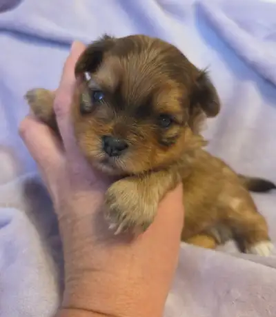 ❤️ BEAUTIFUL SHORKIE PUPPIES ❤️, View more