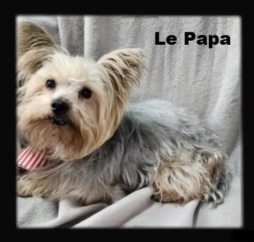 Wow 6 merveilleux yorkshires pure race 4 femelles et 2 males in Dogs & Puppies for Rehoming in City of Montréal - Image 9