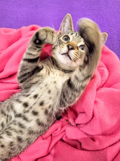 Gorgeous Bengal X Siberians Kittens for Adoption, View more
