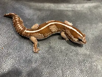 Africa fat tail gecko w/ setup, View more