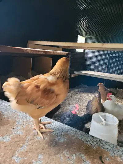 chicks available, View more