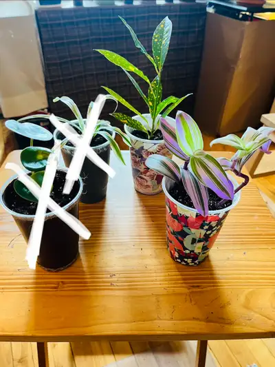 PLANT SALE: Raindrop, Croton, Tradescantia, Spider, View more