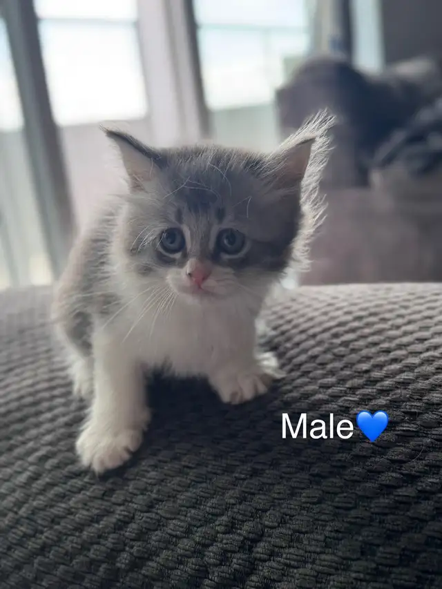chats à vendre (persan) in Cats & Kittens for Rehoming in City of Montréal - Image 3