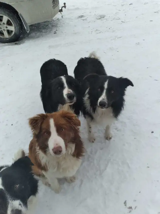Purebred Border Collie puppies in Dogs & Puppies for Rehoming in Moncton - Image 10