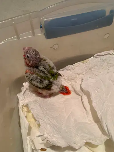 Conure babies, View more