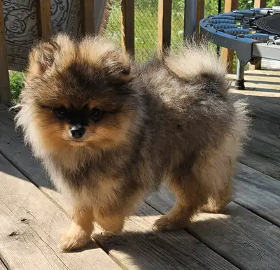 Pure  Pomeranian Puppy, View more