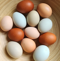 BYM FERTILIZED HATCHINGS EGGS AVAILABLE 
