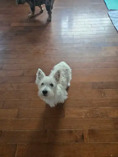 westi ( west highland white terrier ), View more