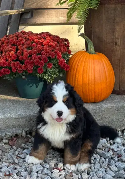 CKC Bernese Mountain Dog Puppies, View more
