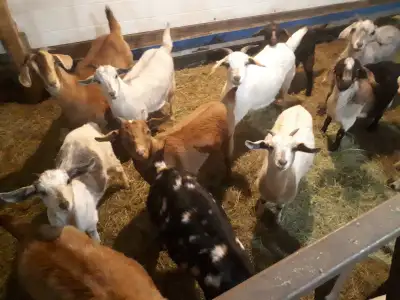 Meat goats , bred Does, View more