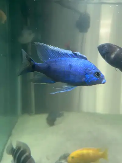 capadichromis azureus cichlid, View more