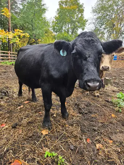 Cow and Heifer, View more