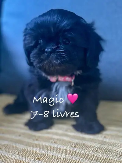 Shih-Tzu nain impérial , View more