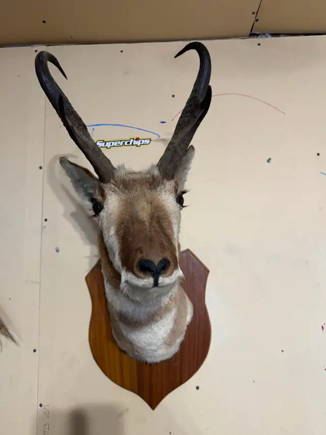 antelope mount 425225623511377921