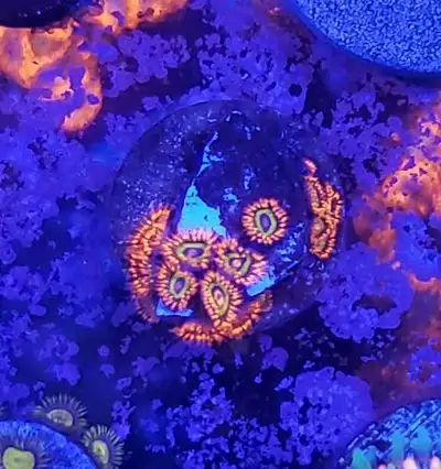 Selling the pictured frag of fruitloops zoas. Pickup in Mississauga. Check out my other ads for more...
