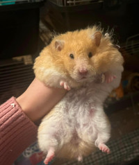 healthy and ethically bred rex hamsters