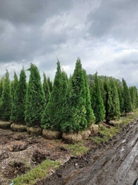 Emerald Cedar Trees Oshawa / Durham Region Toronto (GTA) Preview
