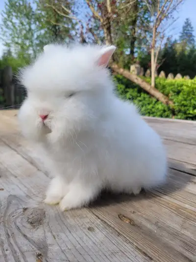 Purebred lionhead bunny rabbits, View more