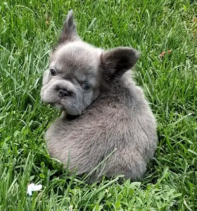 Fluffy French Bulldogs and Fluffy carriers, View more