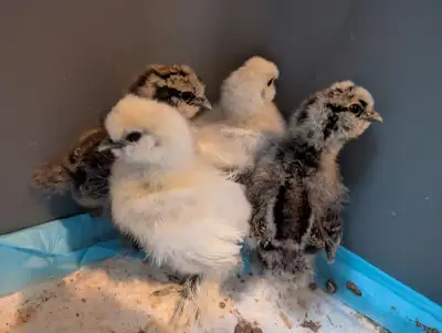 Silkie babies, View more