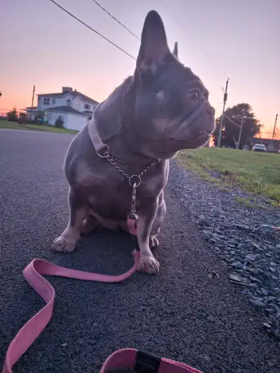 REGISTERED Female french bulldog, View more