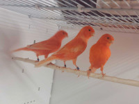 canary for sale 