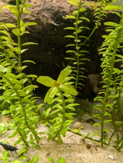 Rotala Rotundifolia, View more