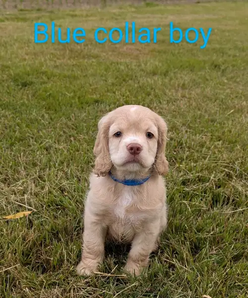 Its the perfect time of the year to get a new puppy!! We have a beautiful litter of Cocker Spaniel p...