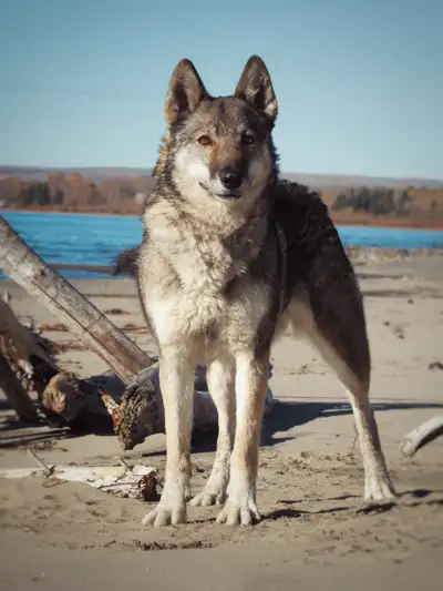 German shepherd x husky!, View more