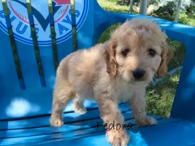 Cockapoo puppies, View more