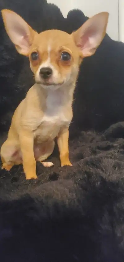chihuahuas available, View more