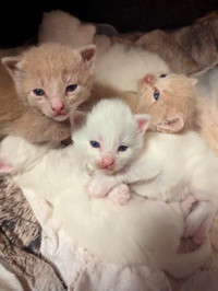 Munchkin kittens 1 left!