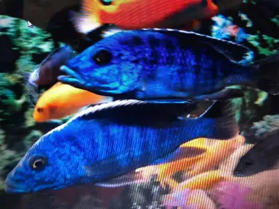 Cichlidee africains à Repentigny de bébés à gros 514-607-7993, View more