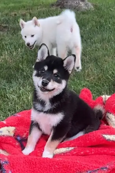Shiba Inu’s puppies, View more
