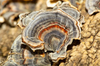 Turkey tail medicinal mushroom hand picked in Fredericton