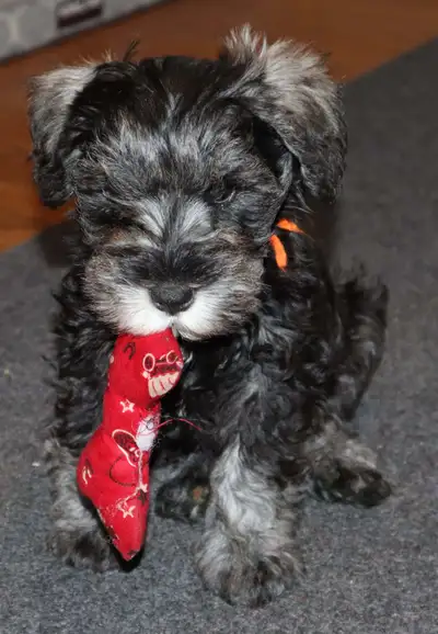MINIATURE SCHNAUZER PUPPIES, View more