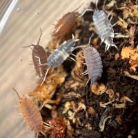 Porcellionides Pruinosus “Powder Party Mix” Isopods Victoria British Columbia Preview