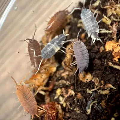 Porcellionides Pruinosus “Powder Party Mix” Isopods, View more