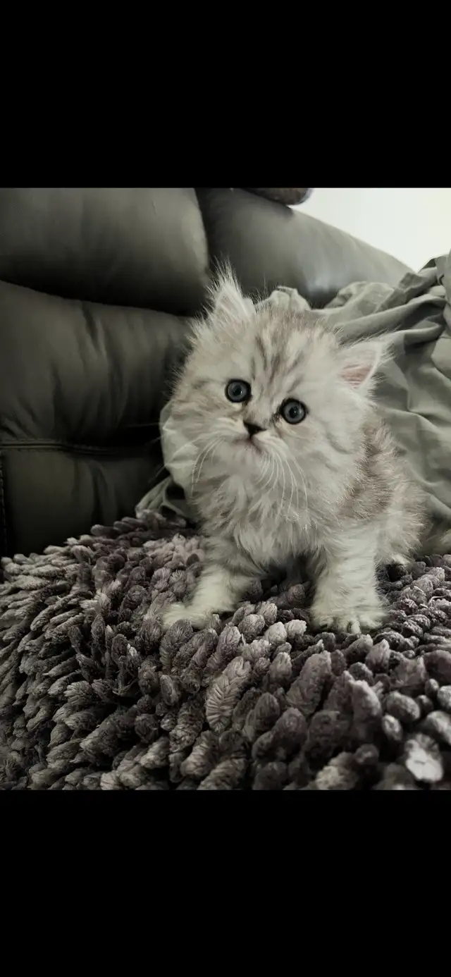 Chaton persans chinchilla à vendre !!! in Cats & Kittens for Rehoming in Laval / North Shore - Image 5