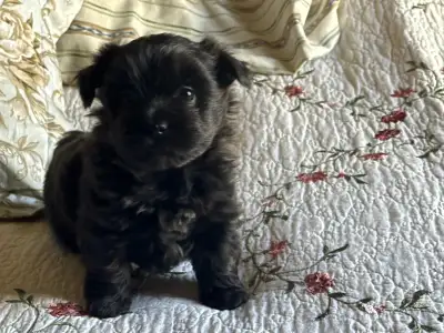 Shorkie puppy (f) shitzu/yorkie, View more