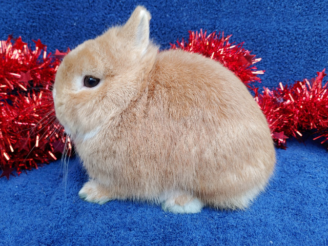 EXTRAORDINARY NETHERLAND DWARF, HOLLAND LOP, LIONHEAD BABY BUNNY in Small Animals for Rehoming in Kingston - Image 4