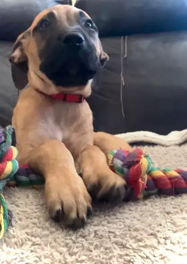 ❤️❤️ MAJESTIC MASTIFF PUP’S! ❤️❤️, View more