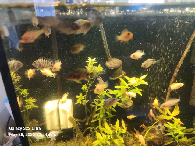 multi colors cichlid fry in Fish for Rehoming in Red Deer