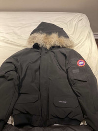 Canada goose 